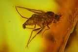 Fossil Fly (Diptera) and Crane Fly (Tipulidae) in Baltic Amber #183580-1
